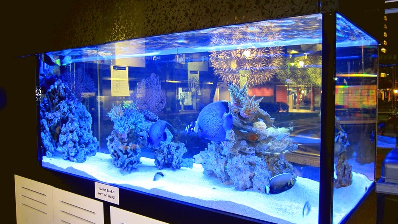 Элитные аквариумы на заказ