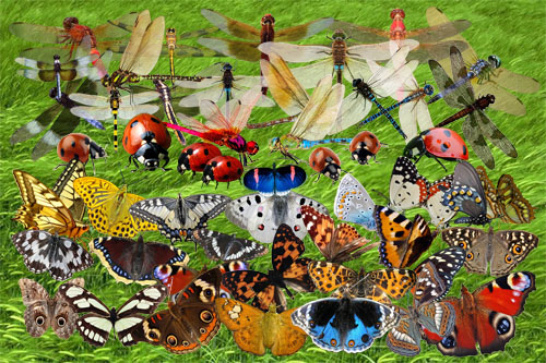 Клипарт Коллекция летних насекомых