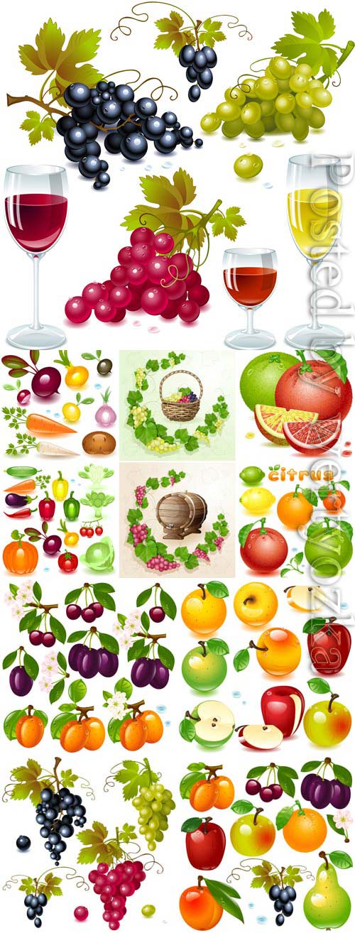 Fruit berries and grape wine in vector