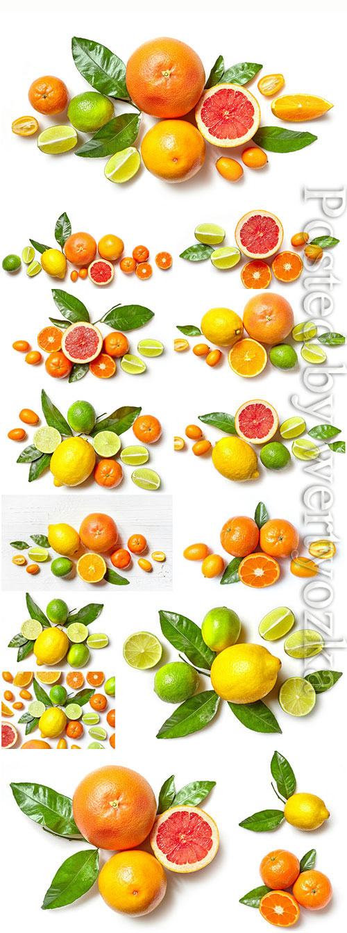 Oranges tangerines and lemons stock photo