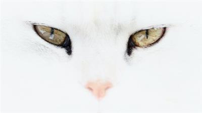 Udemy - Health and Care Tips for Cat Owners