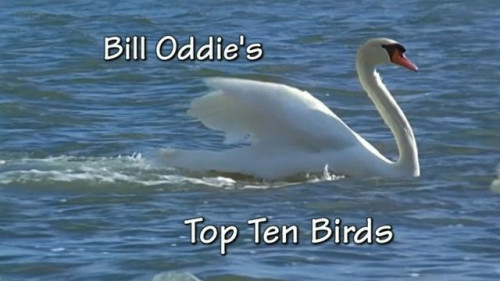 BBC - Bill Oddie's Top Ten Birds (2007)