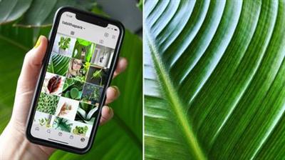Plant  Photography: Take Better Photos at Home for Instagram