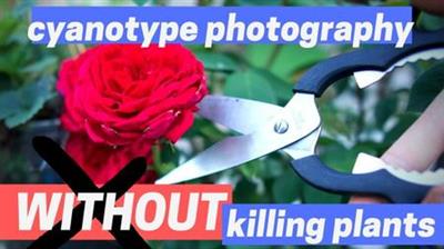 Cyanotype  WITHOUT Killing Plants! - alternative photography prints 045222679052460cbc01a42e7d8fdc97