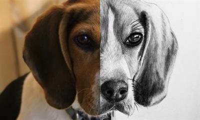 How  to Draw a Beagle | Step by Step Tutorial
