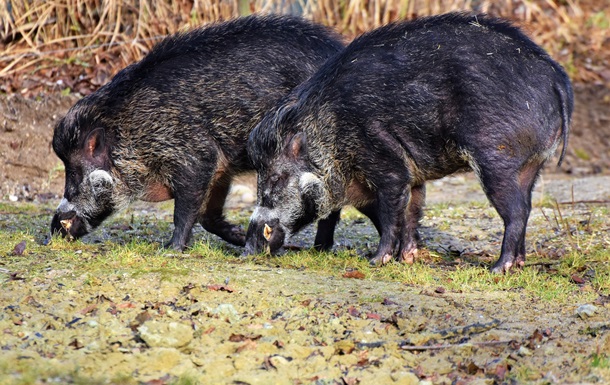Дикие свиньи приносят климату больше вреда, чем автомобили - ученые